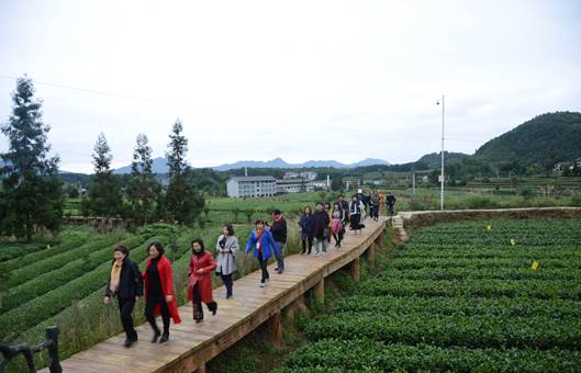 参访团在凤冈县茶海之心景区考察。 参访团在凤冈县茶海之心景区考察。