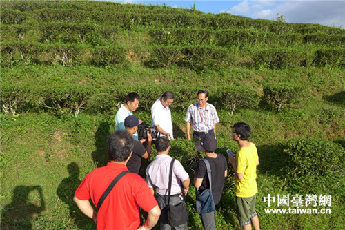 台商叶朝宗带领两岸媒体记者参观茶园 台商叶朝宗带领两岸媒体记者参观茶园