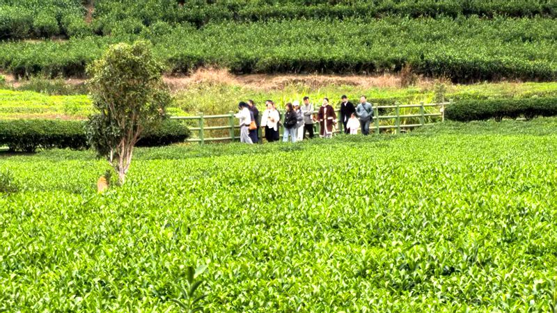 青山绿水茶香浓 青山绿水茶香浓