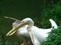 ũʧ ͯͷɵ