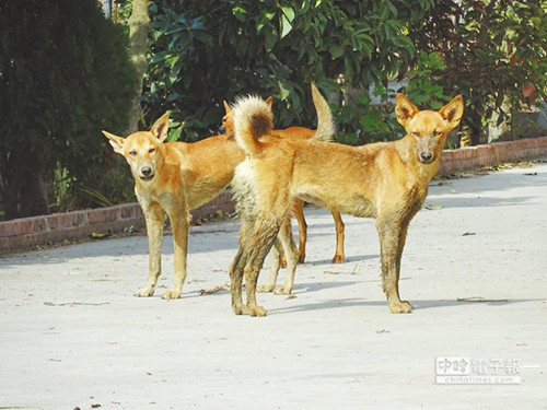 台湾91岁老农遭野狗咬死 面对恶犬要慢退防卫威吓(图) 台湾91岁老农遭野狗咬死 面对恶犬要慢退防卫威吓(图)