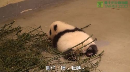 ̨èǧԲС ԭתȦ൱Ȥ