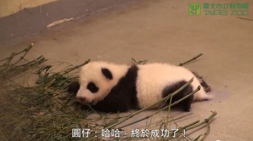 ̨èǧԲС ԭתȦ൱Ȥ