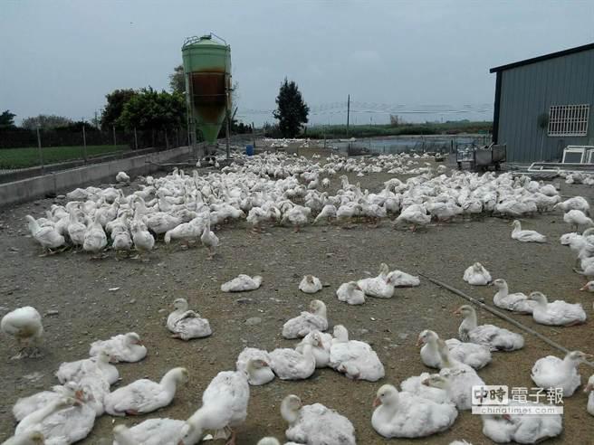台湾禽流感疫情持续延烧 彰化通报已达51场
