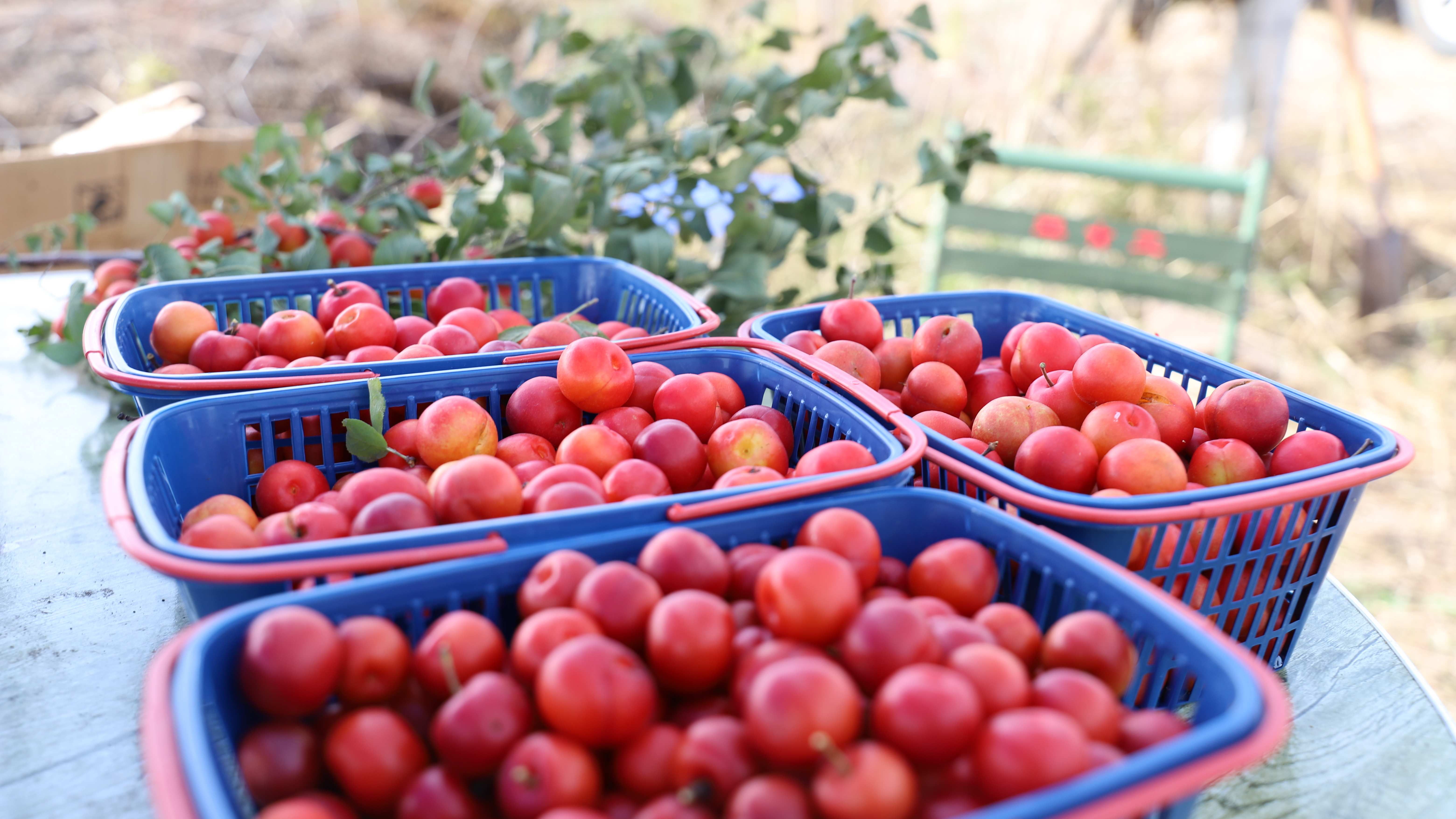 ������С������ˣ������ʽ�׼���ιࡱ ��ֲ���ɹ�ɳ�صġ���������������·