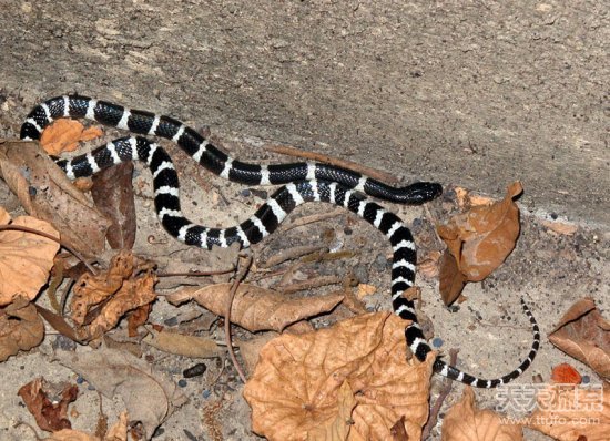 �й�ʮ�������а�