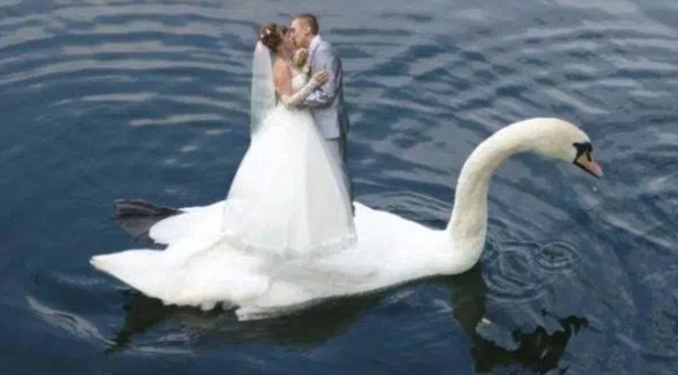 ɴճ ϳƬ¼˼