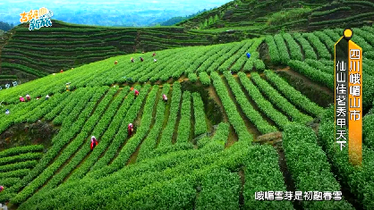 峨眉山岛内再火出圈 峨眉山岛内再火出圈