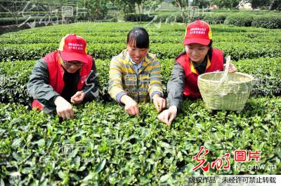 湖北宜昌:“助农采茶”践行群众路线