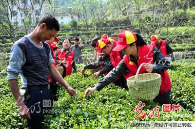湖北宜昌:“助农采茶”践行群众路线