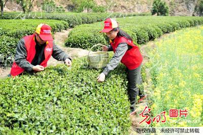 湖北宜昌:“助农采茶”践行群众路线