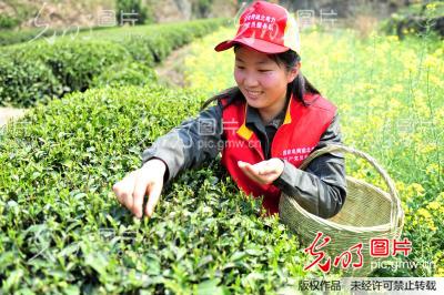 湖北宜昌:“助农采茶”践行群众路线