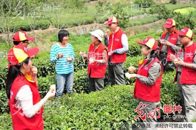 湖北宜昌:“助农采茶”践行群众路线