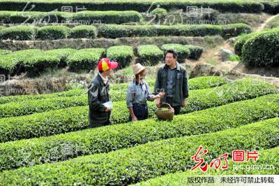 湖北宜昌:“助农采茶”践行群众路线